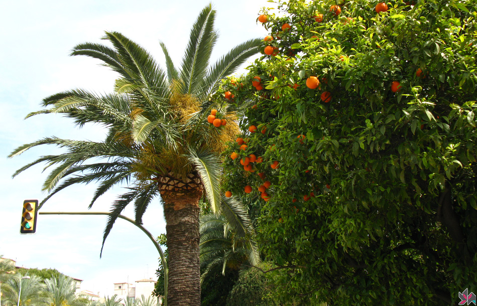 Palma De Majorque 